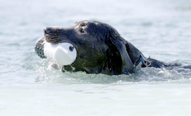 6 tips for keeping your pet safe this summer in NWI